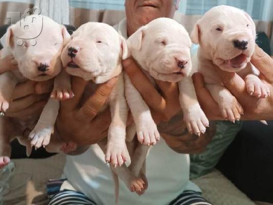 Dogo Argentino, κουτάβια